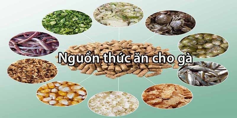 Chế độ dinh dưỡng dành cho gà đá chân mạnh